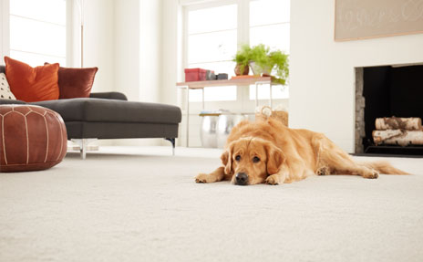 How to Maintain Carpet
