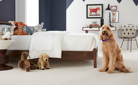 Goldendoodle on Plush Beige Carpet in Kids Bedroom