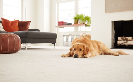 Golden Retriever on Plush Beige Carpet in Living Room